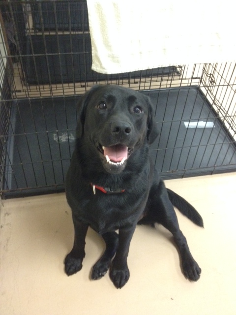 A real Lucky Dog customer dog, photographed in 2014.