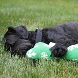 A real Lucky Dog customer dog, photographed in 2015.