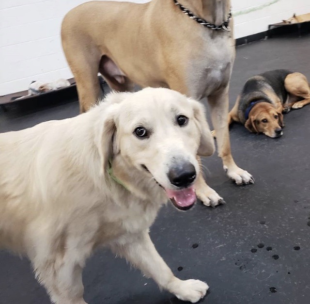 A real Lucky Dog customer dog, photographed in 2018.