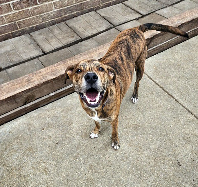 A real Lucky Dog customer dog playing outdoors at the facility.