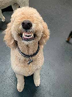 A real Lucky Dog customer dog, photographed in 2023.