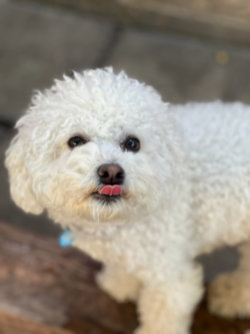 Dog of the Month